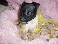 BABY GIRL 1, a female Chihuahua for sale in Canton, MS – 1 of 4