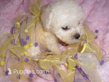 BABY BLONDE – Yorkipoo puppy for sale in Canton, MS