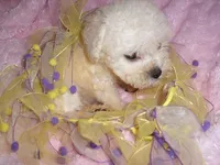 BABY BLONDE, a female Yorkipoo for sale in Canton, MS – 1 of 4