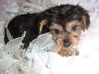 CAESAR, a male Yorkshire Terrier for sale in Canton, MS – 1 of 4
