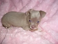 SILVER BABY, a female Chihuahua for sale in Canton, MS – 3 of 3