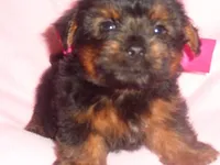 SALLY, a female Yorkipoo for sale in Canton, MS – 4 of 4