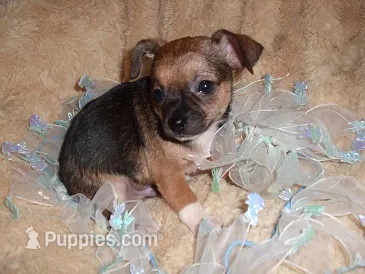 TINY MAN 1 – Chihuahua puppy for sale in Canton, MS