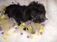 SADIE, a female Yorkipoo for sale in Canton, MS – 2 of 4