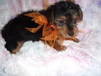 CAESAR, a male Yorkshire Terrier for sale in Canton, MS – 4 of 4