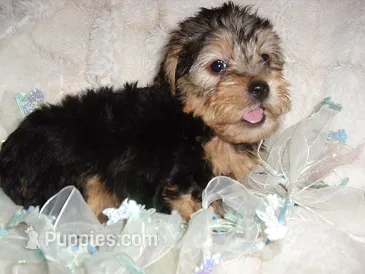 BUSTER – Yorkipoo puppy for sale in Canton, MS