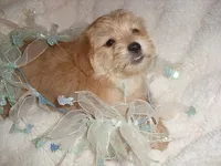 COOPER, a male Shorkie for sale in Canton, MS – 2 of 4
