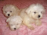 BROTHER, a male Maltipoo for sale in Canton, MS – 4 of 4