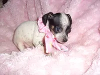 BABY GIRL 2, a female Chihuahua for sale in Canton, MS – 1 of 3