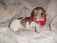TITAN, a male Chihuahua for sale in Canton, MS – Photo 2 of 3