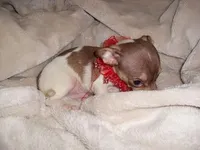 TITAN, a male Chihuahua for sale in Canton, MS – Photo 3 of 3