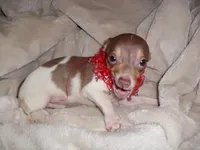 TITAN, a male Chihuahua for sale in Canton, MS – Photo 1 of 3