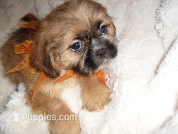 SAMMY – Shih Tzu puppy for sale in Canton, MS
