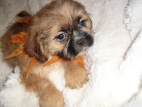 SAMMY, a male Shih Tzu for sale in Canton, MS – 1 of 4