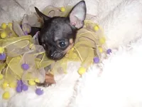 TEACUP SUZY, a female Chihuahua for sale in Canton, MS – 2 of 5