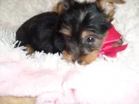 BABY DOLL, a female Yorkshire Terrier for sale in Canton, MS – 3 of 4