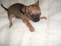 MUFFIN, a male Chihuahua for sale in Canton, MS – 3 of 4