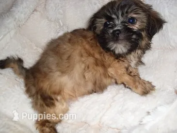 JASPER – Shih Tzu puppy for sale in Canton, MS