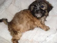 JASPER, a male Shih Tzu for sale in Canton, MS – 1 of 3