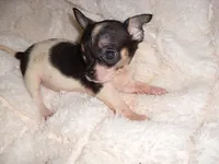 TEACUP ZIPPY, a male Chihuahua for sale in Canton, MS – 4 of 6