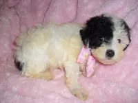 ANGEL BABY, a female Poodle - Toy  for sale in Canton, MS – 2 of 4