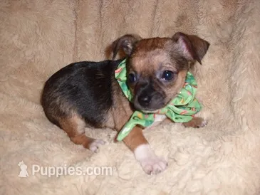 TINY MAN 2 – Chihuahua puppy for sale in Canton, MS