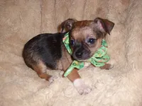 TINY MAN 2, a male Chihuahua for sale in Canton, MS – 1 of 4