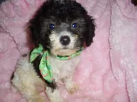 BUFFY, a male Poodle - Toy  for sale in Canton, MS – 2 of 3