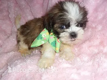 SCOOTER – Shih Tzu puppy for sale in Canton, MS
