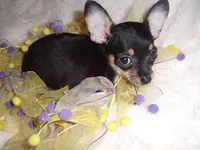 SASSY, a female Chihuahua for sale in Canton, MS – 4 of 4