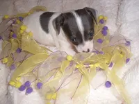 PUDDING, a female Chihuahua for sale in Canton, MS – 5 of 5