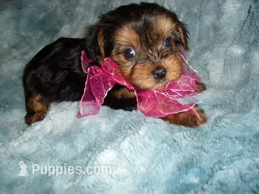 TINY BABY – Yorkshire Terrier puppy for sale in Canton, MS