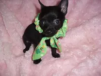 TEACUP JACK, a male Chihuahua for sale in Canton, MS – 3 of 3