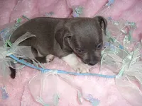 BLUE MAN, a male Chihuahua for sale in Canton, MS – 3 of 5