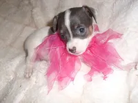 PUDDING, a female Chihuahua for sale in Canton, MS – 3 of 5