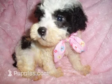 FLUFFY BABY – Poodle - Toy  puppy for sale in Canton, MS