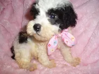 FLUFFY BABY, a female Poodle - Toy  for sale in Canton, MS – 1 of 4