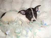 PACO, a male Chihuahua for sale in Canton, MS – 3 of 3
