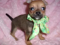 BUSTER, a male Chihuahua for sale in Canton, MS – 4 of 5