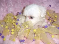 FLUFFY GIRL, a female Maltipoo for sale in Canton, MS – 4 of 4