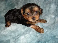TINY BABY, a female Yorkshire Terrier for sale in Canton, MS – 6 of 6