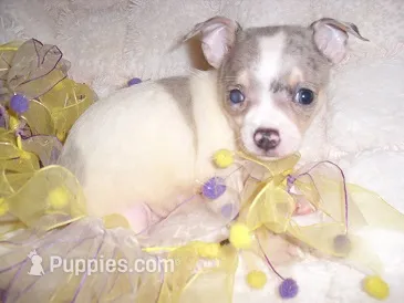 LILLIE – Chihuahua puppy for sale in Canton, MS