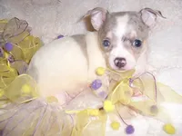 LILLIE, a female Chihuahua for sale in Canton, MS – 1 of 3