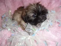 DIESEL, a male Shih Tzu for sale in Canton, MS – 3 of 4