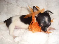 TEACUP ZIPPY, a male Chihuahua for sale in Canton, MS – 2 of 6