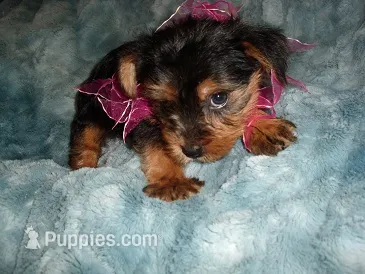 MIA – Yorkshire Terrier puppy for sale in Canton, MS