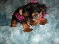 MIA, a female Yorkshire Terrier for sale in Canton, MS – 1 of 5