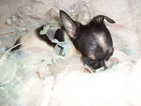 TEACUP ZIPPY, a male Chihuahua for sale in Canton, MS – 3 of 6