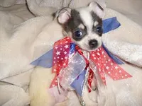 POOKY, a male Chihuahua for sale in Canton, MS – Photo 1 of 3