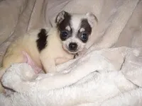 POOKY, a male Chihuahua for sale in Canton, MS – Photo 3 of 3